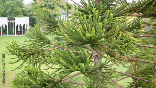 Green small leaves of conifer branch in lush garden