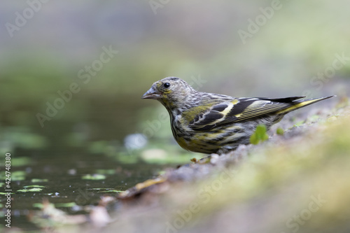 Pine siskin (Spinus pinus) in Goois Natuurreservaat, The Nerherlands. photo