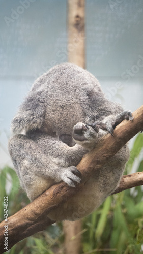 Canvas Print Cute koala sleeping on the tree