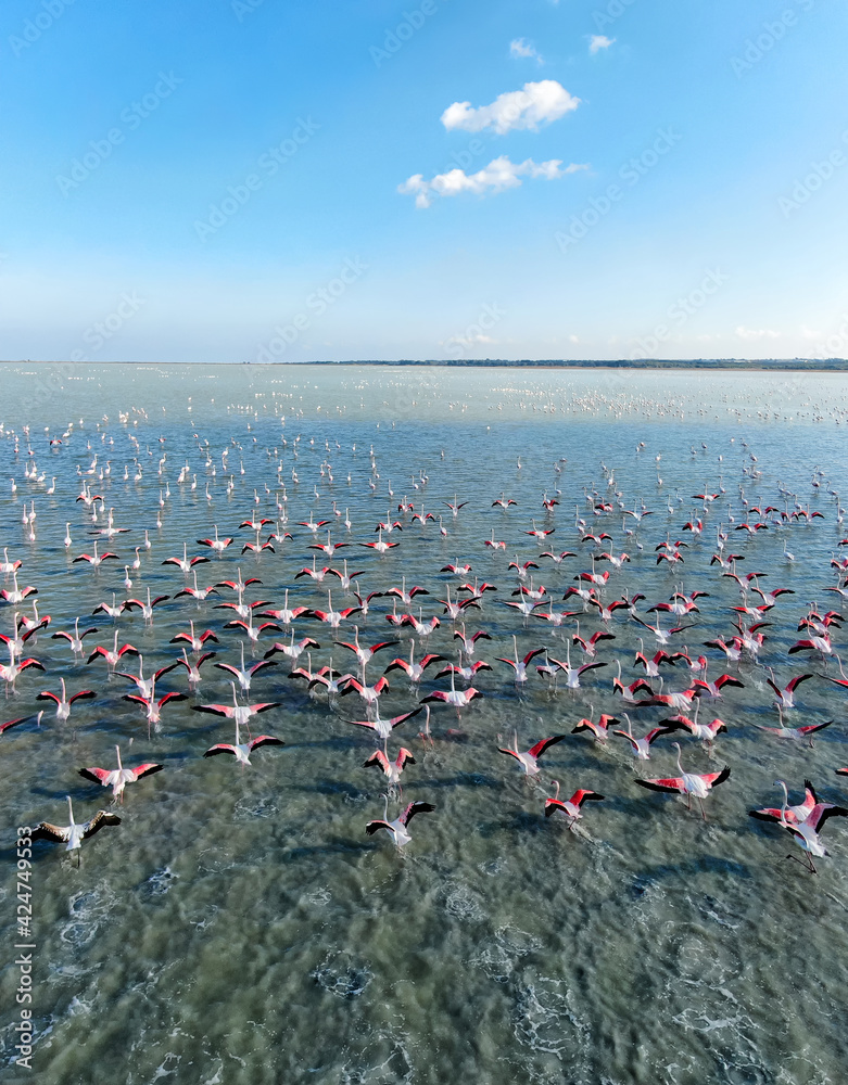 A flock of pink flamingos take off against the background of the sky and the bay. Top view