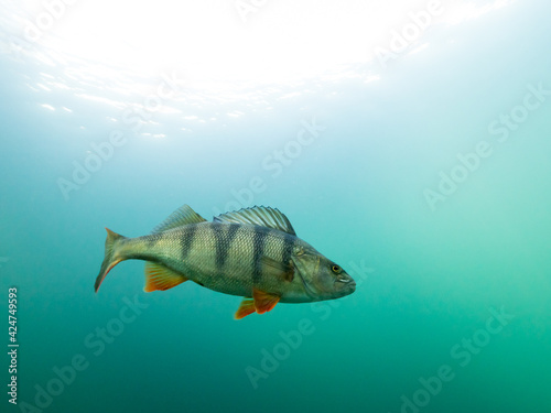 Big perch swimming in turquoise clear water photo