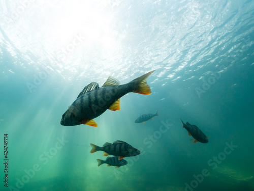 Group of perch swimming in turquoise water