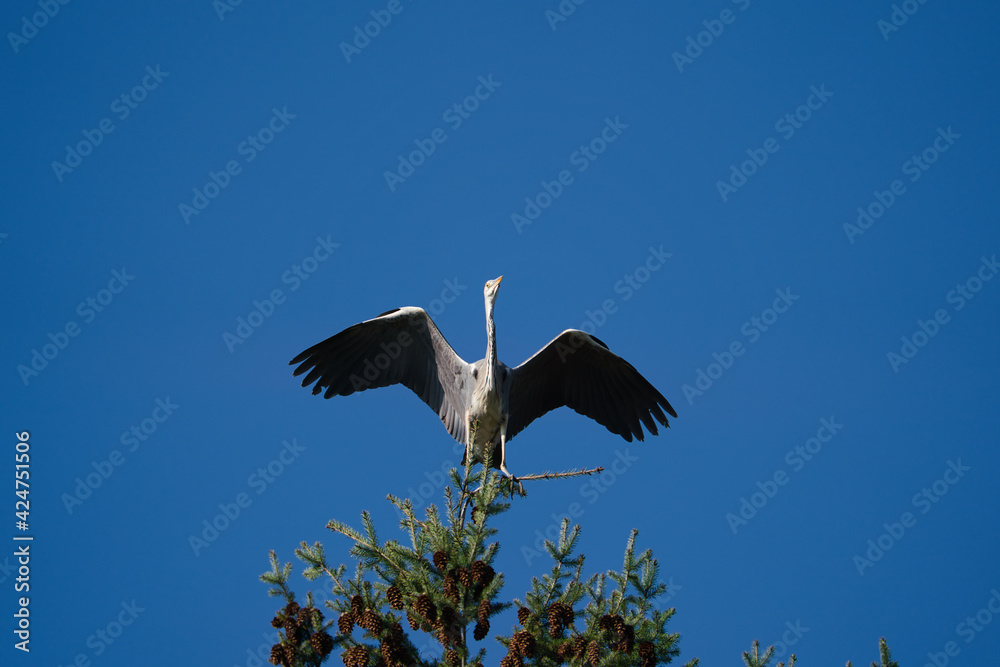 Obraz premium a grey heron sits on a huge coniferous tree