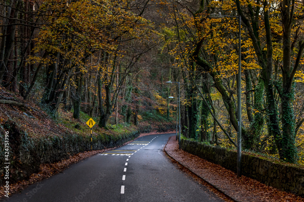 Obraz premium Road in the forest walkway Cork Ireland beautiful autumn colors