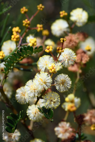 Yellow flowers and buds of the Australian native Sunshine Wattle, Acacia terminalis, family Fabaceae, growing in Sydney woodland. Endemic to southeastern Australia. Flowers February to October