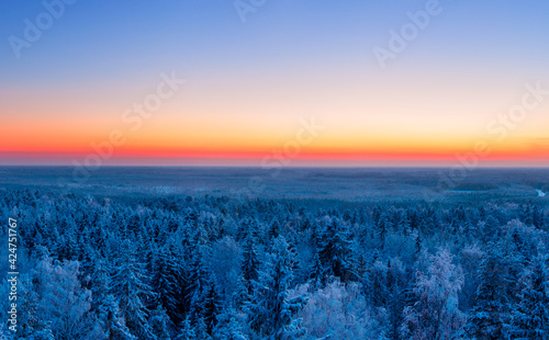 winter forest and sunset