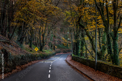Road in the forest walkway Cork Ireland beautiful autumn colors