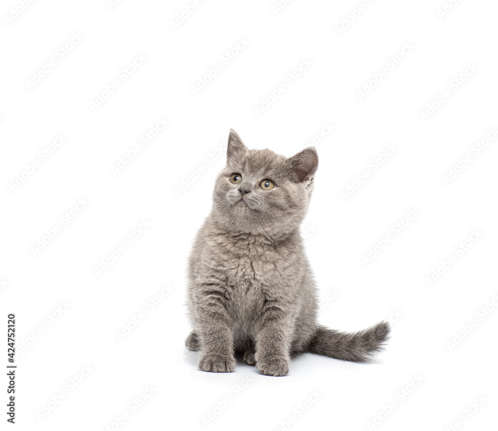 Fototapeta premium Adorable british little kitten posing