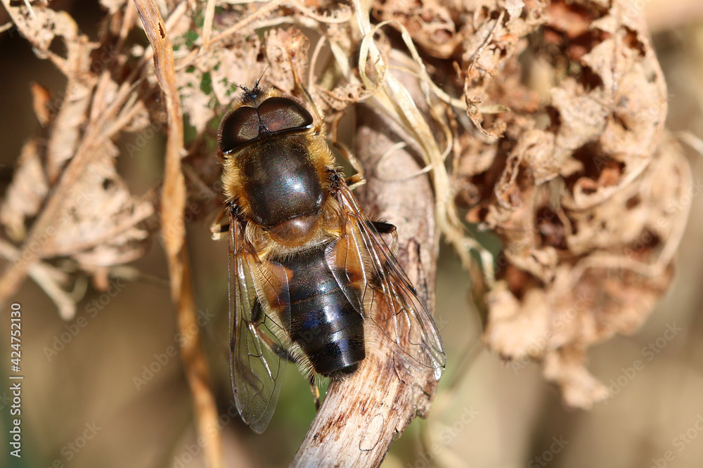 A tapered Drone Fly, scientific name Eristalis pertinax. Insect is in full sun. A tapered Drone Fly, scientific name Eristalis pertinax. Insect is in full sun.