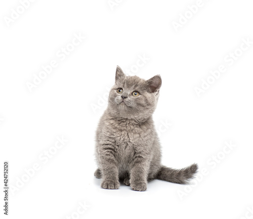 Adorable british little kitten posing