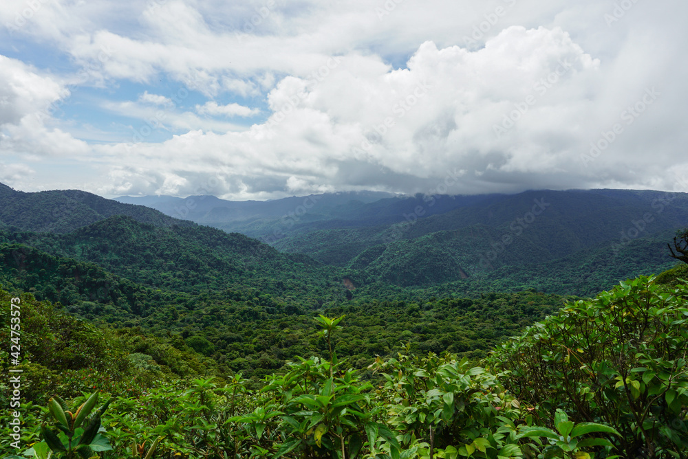 Fototapeta premium High angle view of the cloud forest in Monteverde, Costa Rica