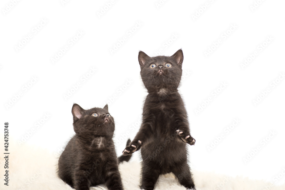 Fototapeta premium Adorable british little kitten posing