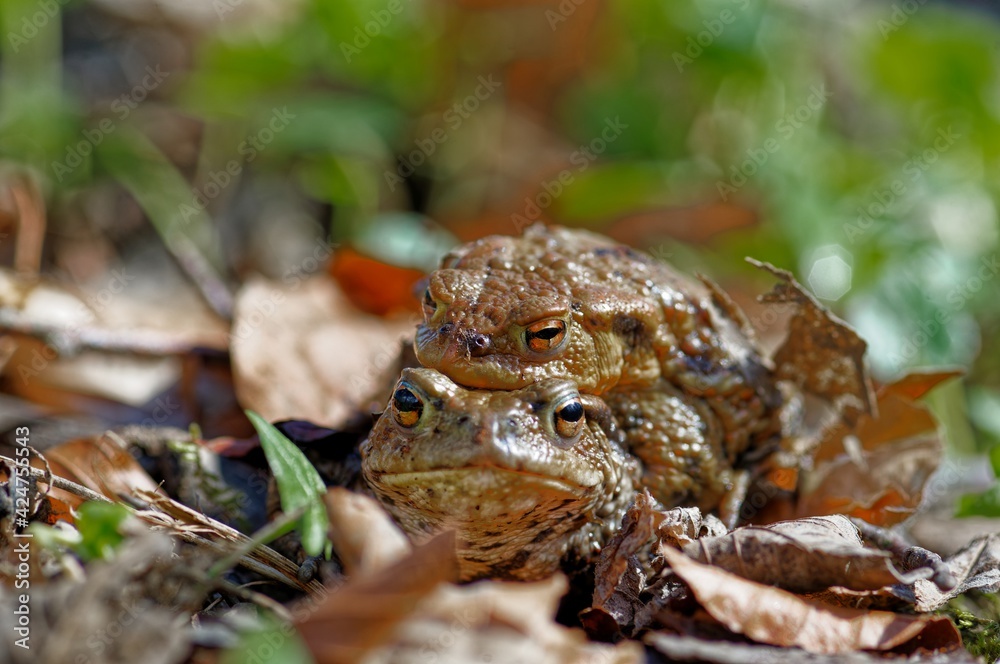 Obraz premium Erdkröten bei der Paarung - Common toads mating scene