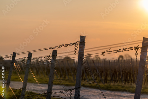 wire tensioners in a vineyard