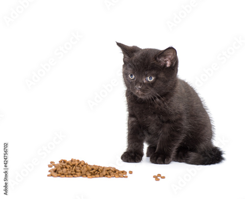 Adorable british little kitten eating © Yury