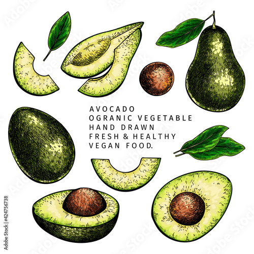 Hand drawn half and sliced avocado. Vector colored engraved illustration. Natural orgainc vegetable. Food healthy ingredient. For cooking, cosmetic package design, medicinal herb, treating, healtcare. photo