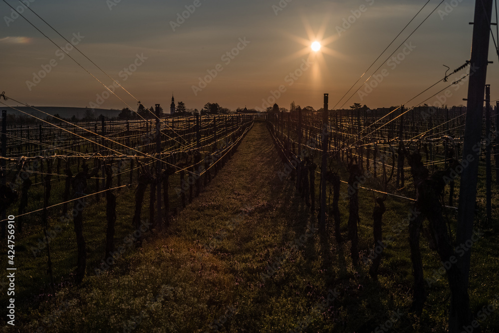 sunrise in the vineyard