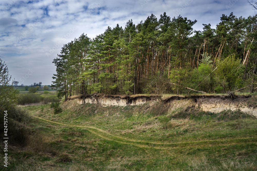Pine trees on a sandy cliff with exposed roots. Visual aid on the ...