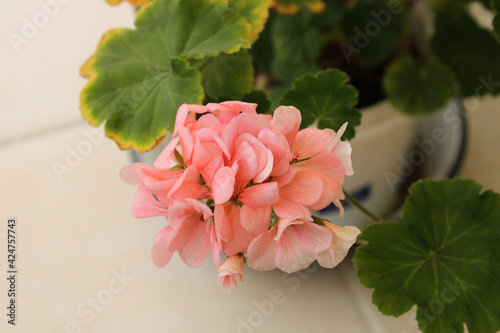 Natural pink pelargonium zonale flower macro photo photo