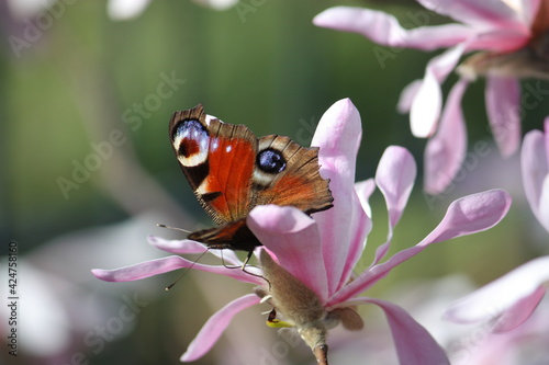 Nahaufnahme von einem Schmetterling -Pfauenauge- auf einer Blüte der Sternmagnolie