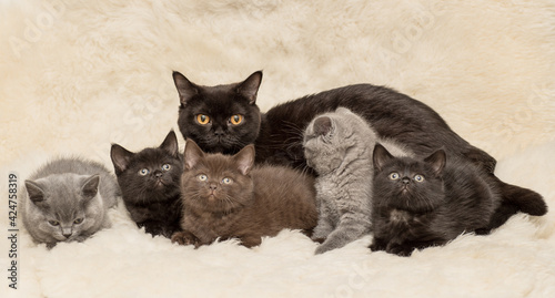 Adorable british little kitten posing on wool