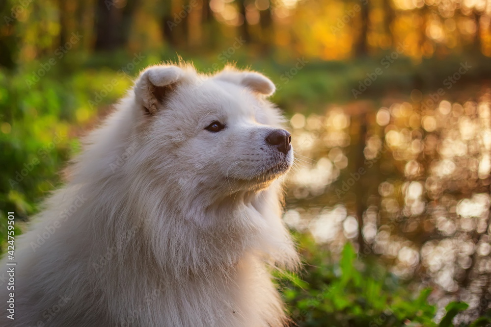 Obraz premium Eskimo dog
