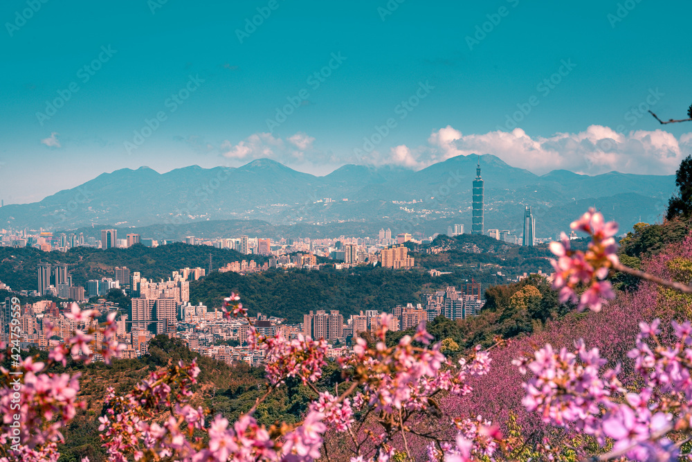 Obraz premium Sunrise landscape of beautiful cherry blossom with Taipei cityscape in spring, Taiwan