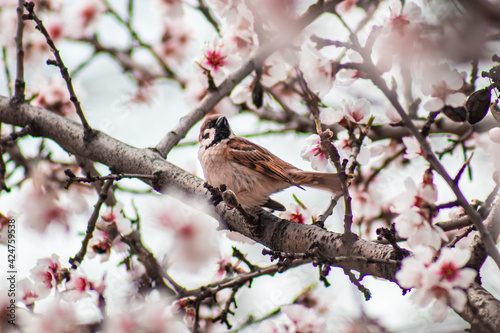 Bird standing on the branches of a blossoming tree.