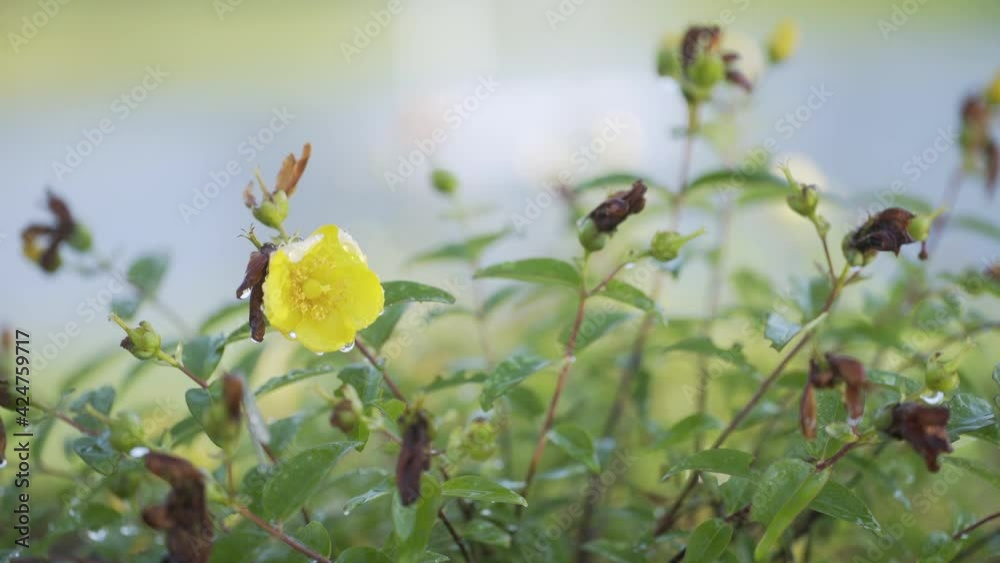 Yellow blossomed flower amidst withered flowers on the plant Yellow blossomed flower amidst withered flowers on the plant