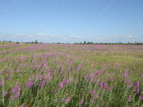 Field with wildflowers