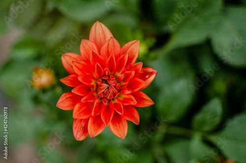 red dahlia flower in garden
