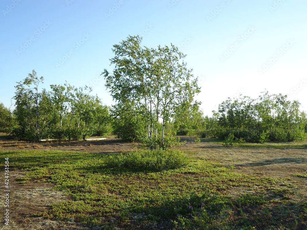 Fototapeta premium Nature in the north