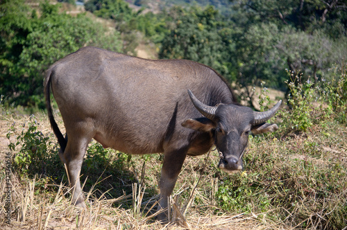 Cow grazing on farm in Asia