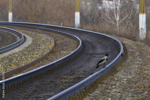 Crow on the railroad track