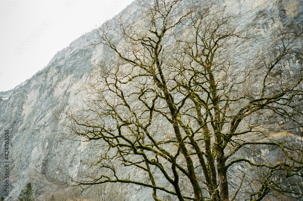 tree in the mountains tree in the mountains