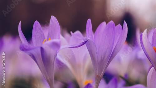 Spring flowers crocuses