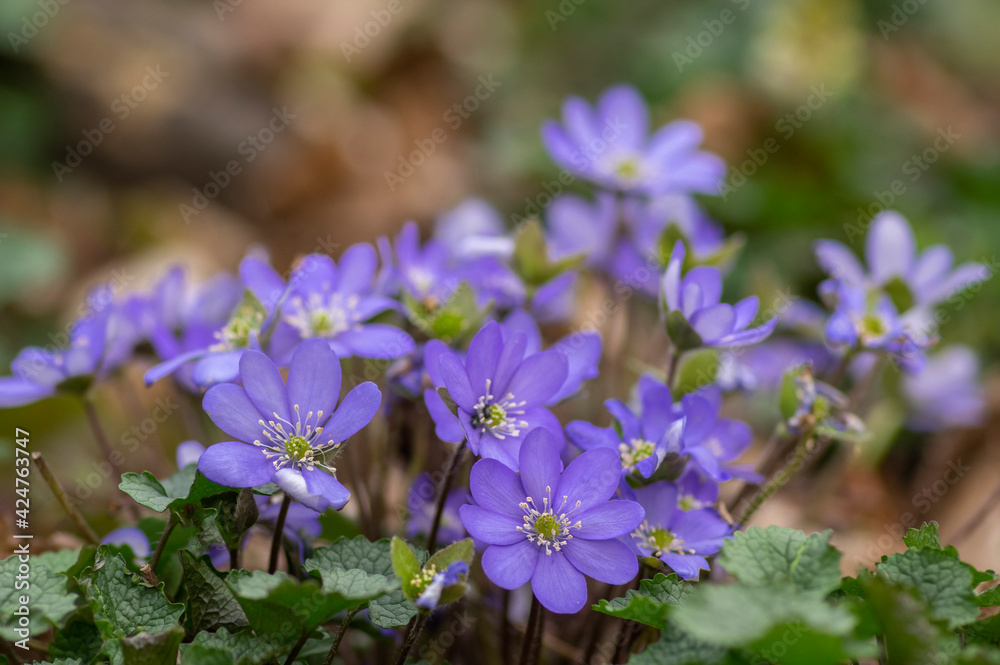 Anemone hepatica common liverwort kidneywort flowers in bloom, early springtime flowering blue purple forest plant Anemone hepatica common liverwort kidneywort flowers in bloom, early springtime flowering blue purple forest plant
