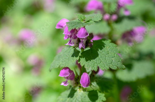 Lamium purpureum wild pink flowering purple dead-nettle flowers in bloom, group of flowering plants photo