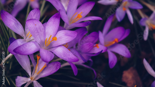 Spring flowers crocuses