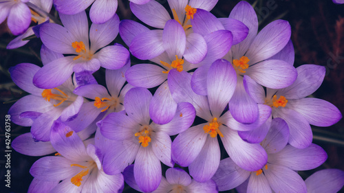 Spring flowers crocuses