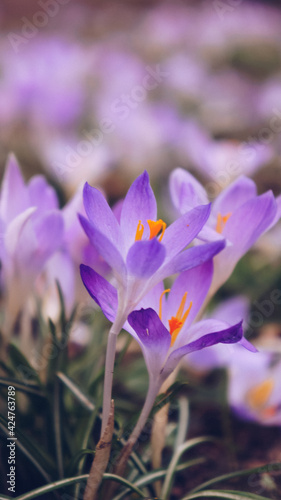 Spring flowers crocuses