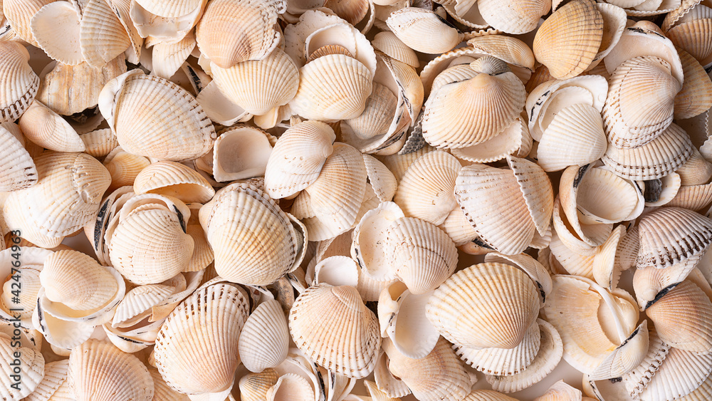 Various colorful mixed sea shells