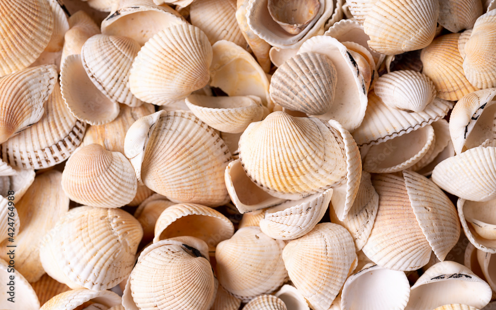 Seashells of white colors. Mollusk shells