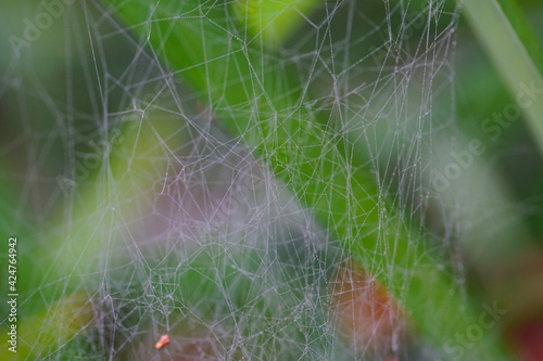 spider web with dew drops in winter nature background 