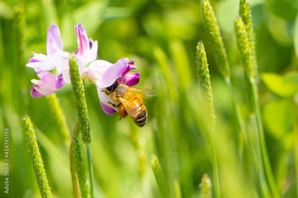 レンゲの蜜を集めるミツバチ レンゲの蜜を集めるミツバチ