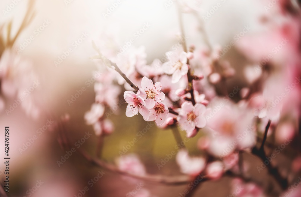 pink cherry blossom. Spring garden tree blossom flowers isolated. Spring time backgrounds. pink cherry blossom. Spring garden tree blossom flowers isolated. Spring time backgrounds.