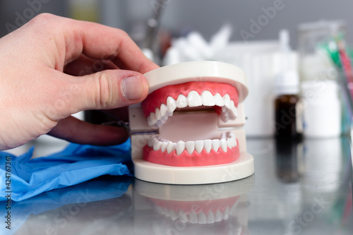 Mock up jaw with teeth on table in dental office