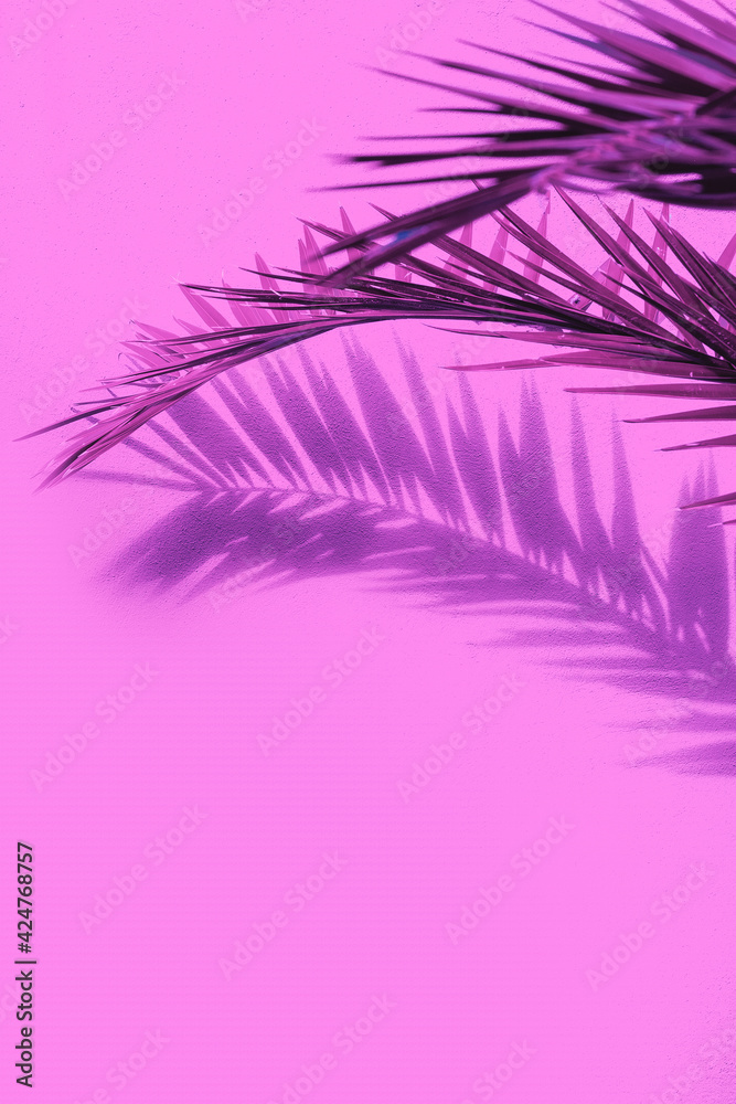 Fashion tropical location. Pink Wall and Palm.  Shadows. Canary islands. Travel advertising banner wallpaper