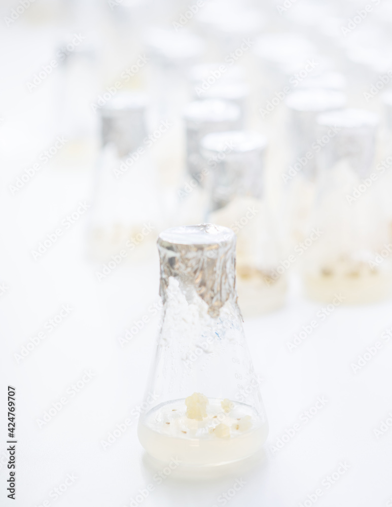 University lab exploring new methods of plant breeding, Alternative green herb medicine, Natural skin care beauty products, Laboratory and development concept. University lab exploring new methods of plant breeding, Alternative green herb medicine, Natural skin care beauty products, Laboratory and development concept.