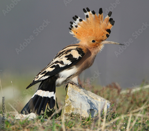 Hoopoe